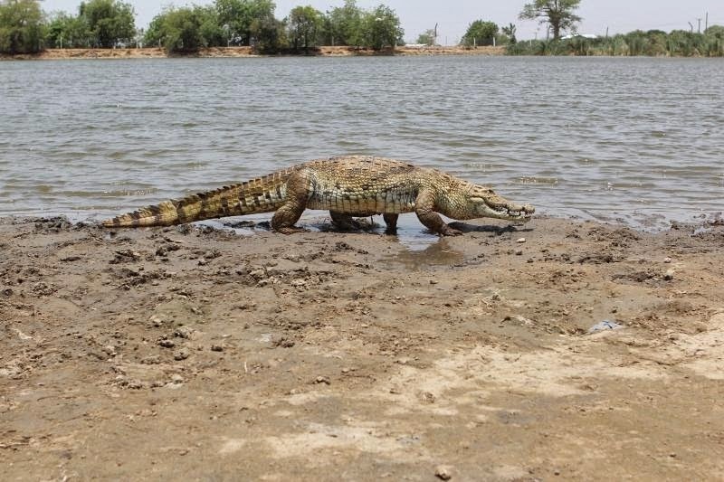 Sacred crocodile at the edge of Paga Crocodile Pond in northern Ghana