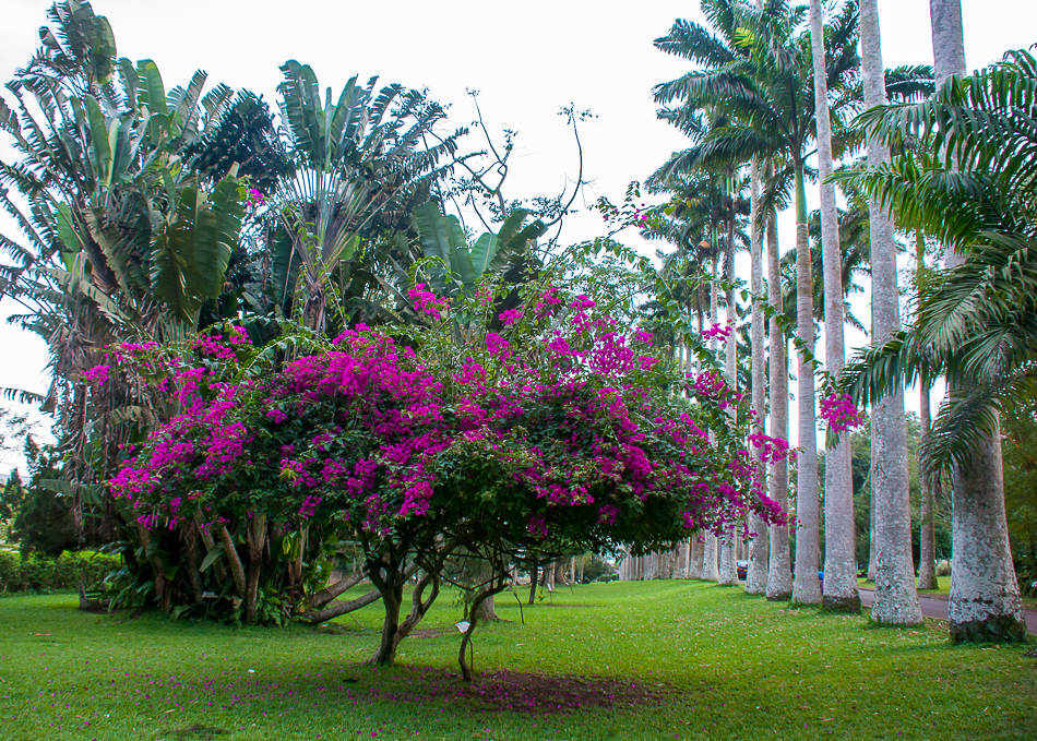 Aburi Botanical Gardens Ghana lush tropical garden with towering ancient trees